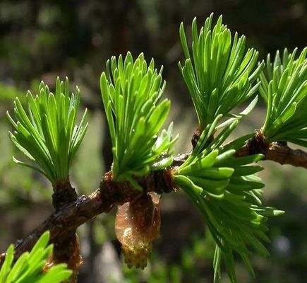 CAS 480-18-2 Bulk Dihydroquercetin Powder Taxifolin Extract